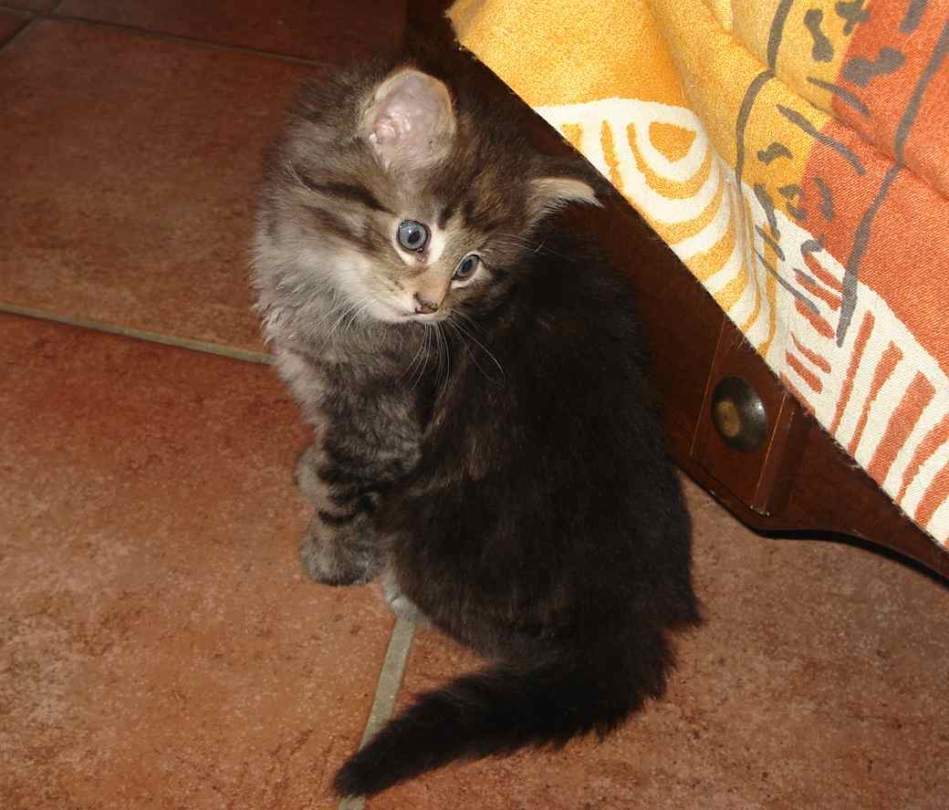 Cucciolo Gatto delle Foreste Norvegesi disponibile Viola 7c
