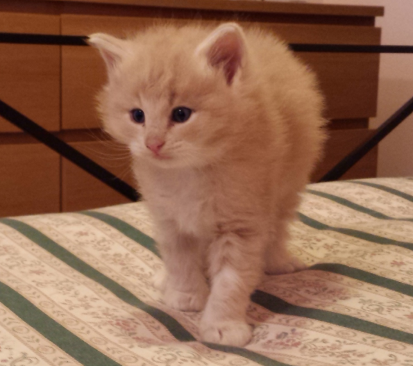Cucciolo Gatto delle Foreste Norvegesi disponibile Vladimiro 5 aa