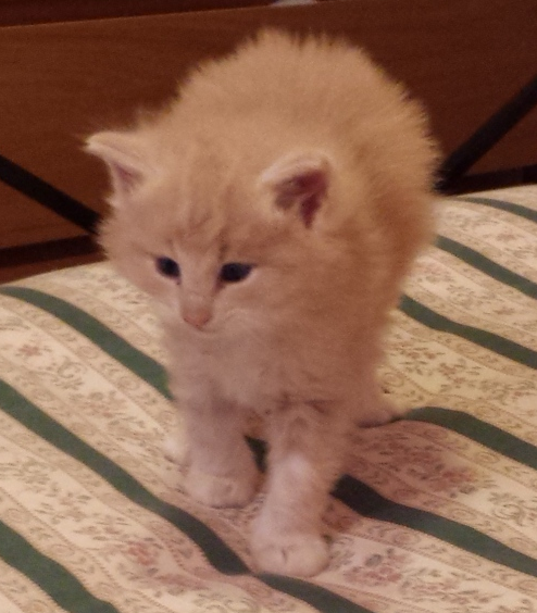 Cucciolo Gatto delle Foreste Norvegesi disponibile Vladimiro 5 bb