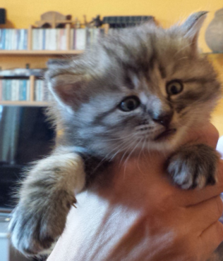 Cucciolo Gatto Norvegese Ugolino Cucciolo Gatto Norvegese Ugolino 4 b