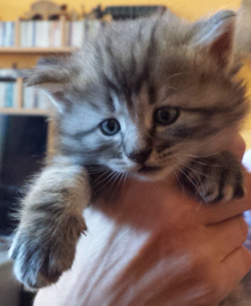 Cucciolo Gatto Norvegese Ugolino Cucciolo Gatto Norvegese Ugolino 4 d