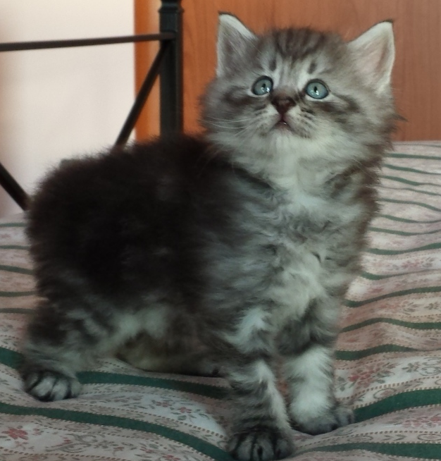 Cucciolo Gatto Norvegese Ugolino 5 a