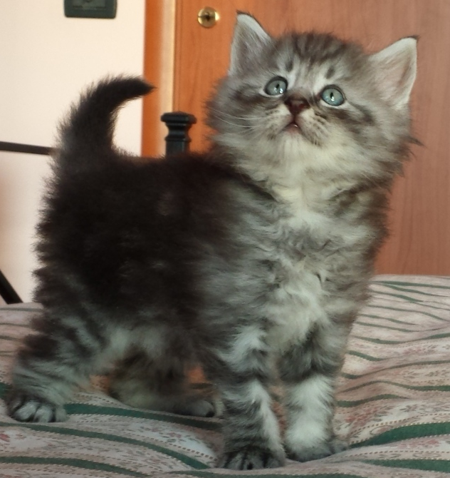 Cucciolo Gatto Norvegese Ugolino Cucciolo Gatto Norvegese Ugolino 5 b
