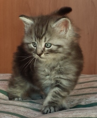Cucciolo Gatto Norvegese Ugolino Cucciolo Gatto Norvegese Ugolino 5 c