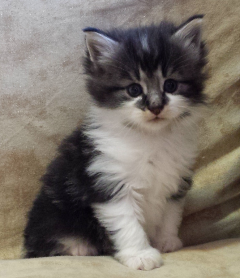 Cucciolo Gatto Norvegese Uguccione Cucciolo Gatto Norvegese Uguccione 4 b
