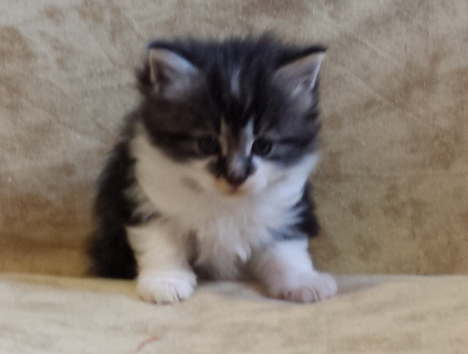 Cucciolo Gatto Norvegese Uguccione 4 d