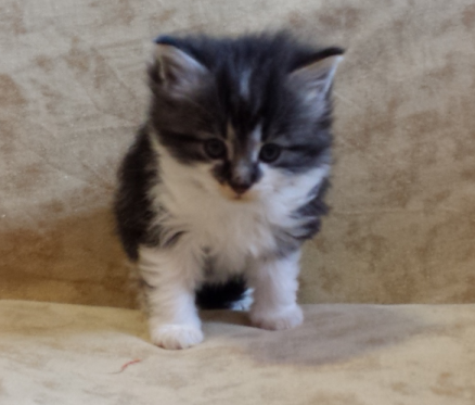 Cucciolo Gatto Norvegese Uguccione Cucciolo Gatto Norvegese Uguccione 4 e