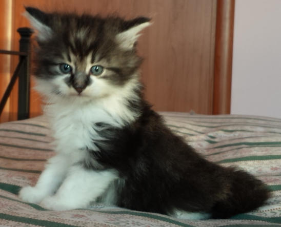 Cucciolo Gatto Norvegese Uguccione 5 a Cucciolo Gatto Norvegese Uguccione 5 a