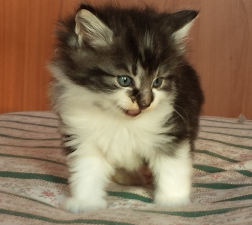 Cucciolo Gatto Norvegese Uguccione Cucciolo Gatto Norvegese Uguccione 5 b