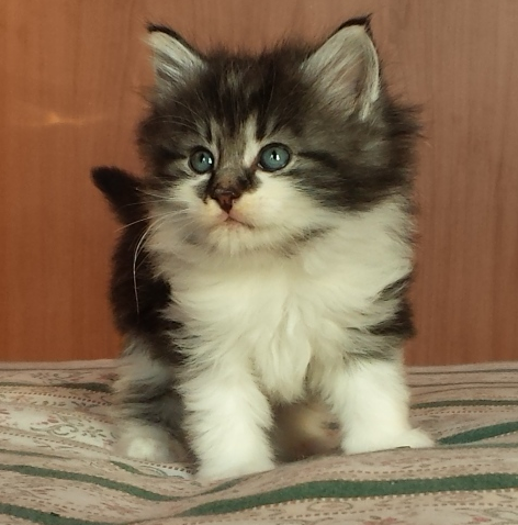 Cucciolo Gatto Norvegese Uguccione 5 c