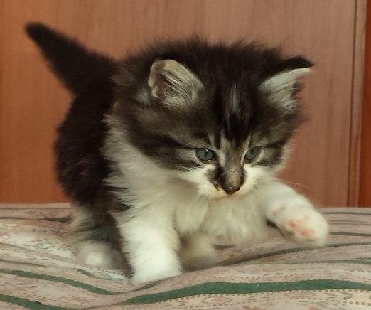 Cucciolo Gatto Norvegese Uguccione Cucciolo Gatto Norvegese Uguccione 5 d