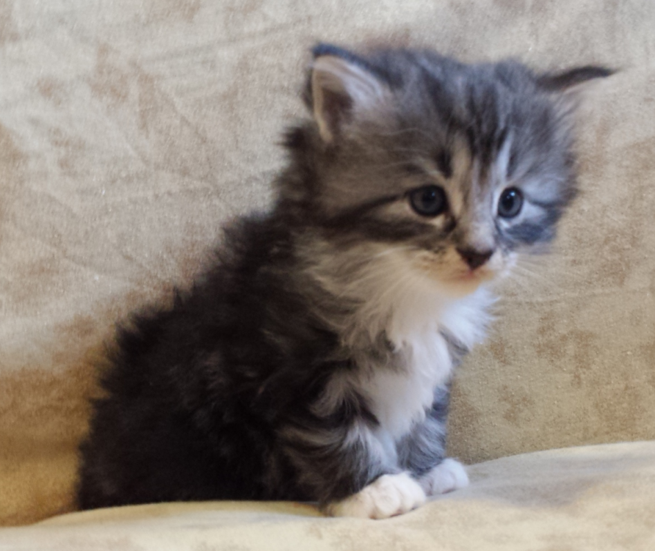 Cucciolo Gatto Norvegese Uma Cucciolo Gatto Norvegese Uma 4 a
