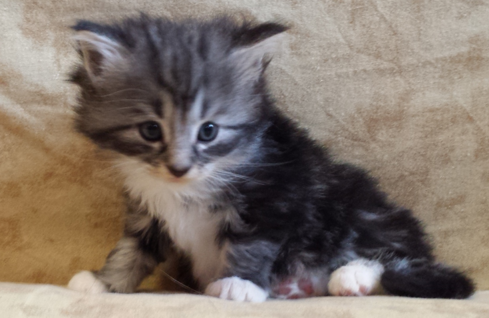 Cucciolo Gatto Norvegese Uma Cucciolo Gatto Norvegese Uma 4 b