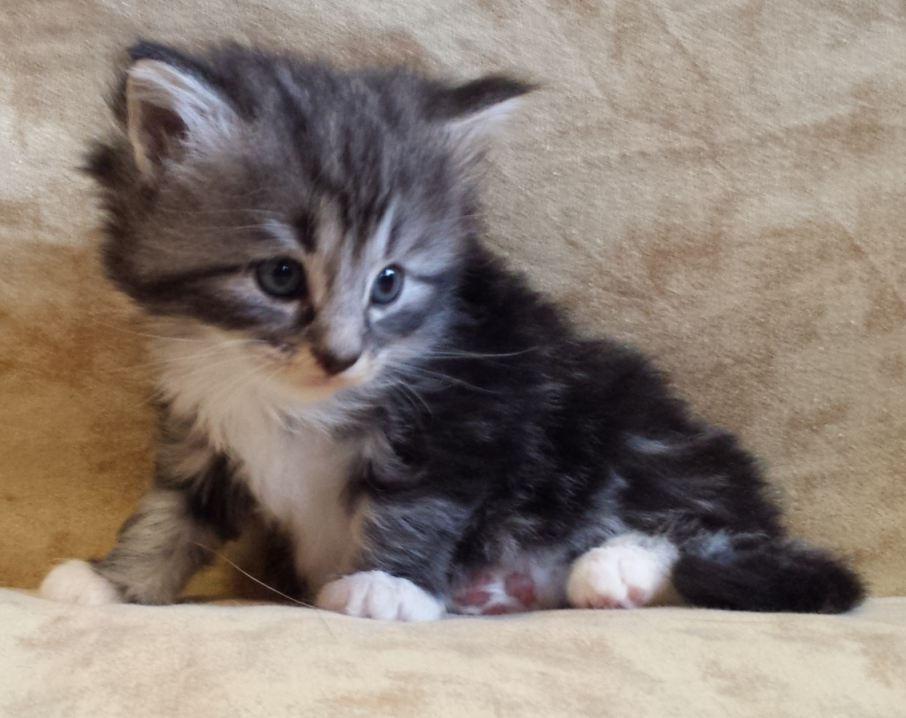 Cucciolo Gatto Norvegese Uma 4 c