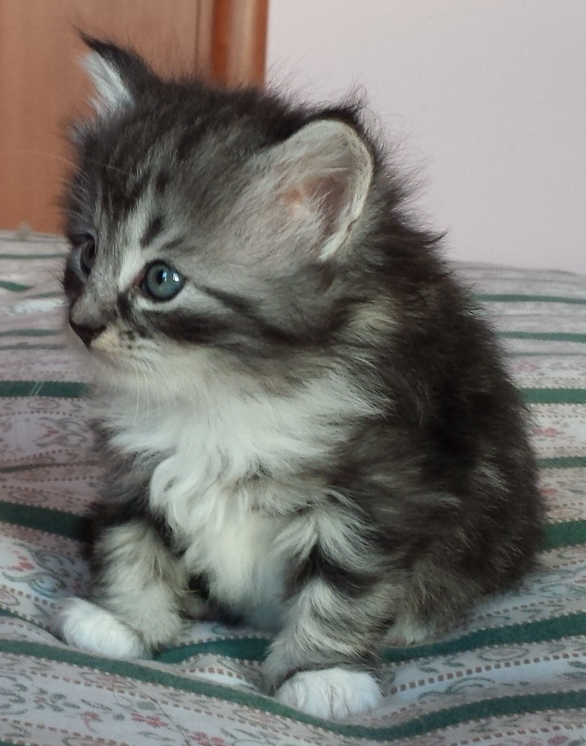 Cucciolo Gatto Norvegese Uma Cucciolo Gatto Norvegese Uma 5 b