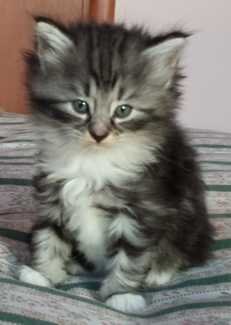Cucciolo Gatto Norvegese Uma Cucciolo Gatto Norvegese Uma 5 c