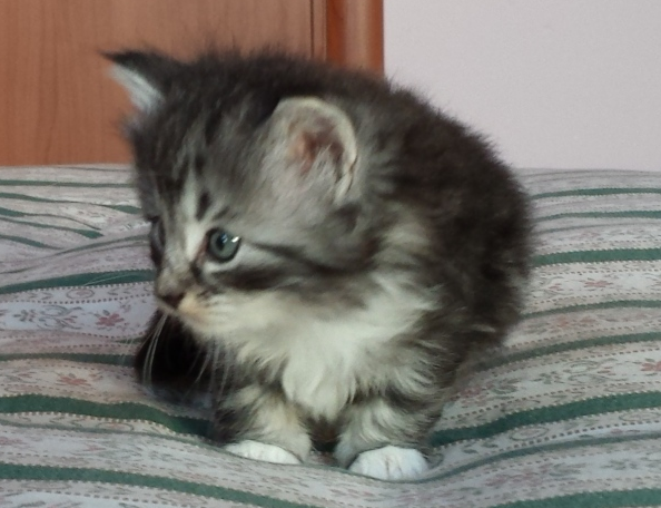 Cucciolo Gatto Norvegese Uma Cucciolo Gatto Norvegese Uma 5 d