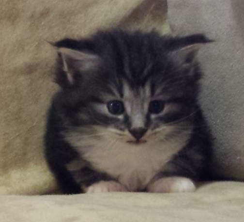 Cucciolo Gatto Norvegese Umea Cucciolo Gatto Norvegese Umea 4 b