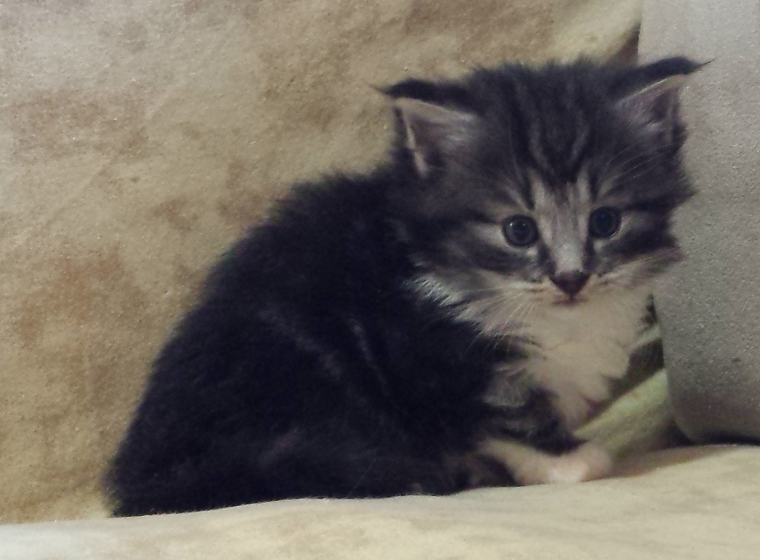 Cucciolo Gatto Norvegese Umea Cucciolo Gatto Norvegese Umea 4 c