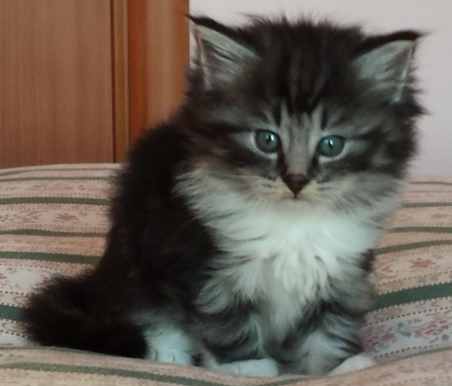 Cucciolo Gatto Norvegese Umea 5 a