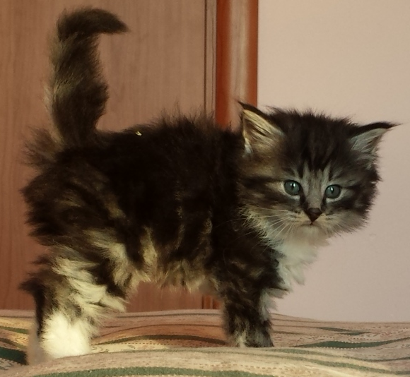 Cucciolo Gatto Norvegese Umea 5 b