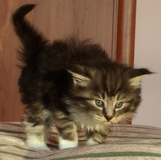 Cucciolo Gatto Norvegese Umea Cucciolo Gatto Norvegese Umea 5 d