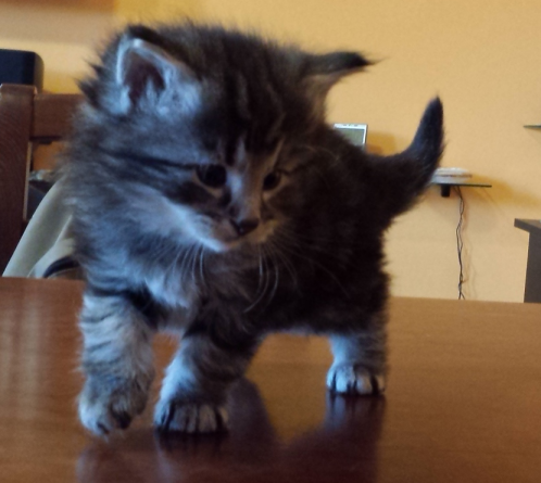 Cucciolo Gatto Norvegese Urime 4 a