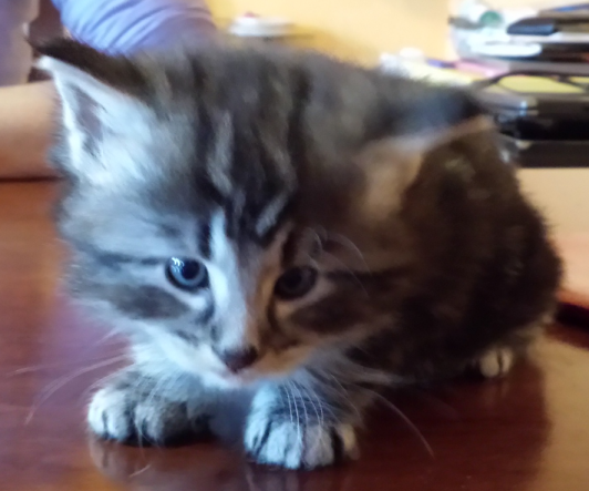 Cucciolo Gatto Norvegese Urime Cucciolo Gatto Norvegese Urime 4 b