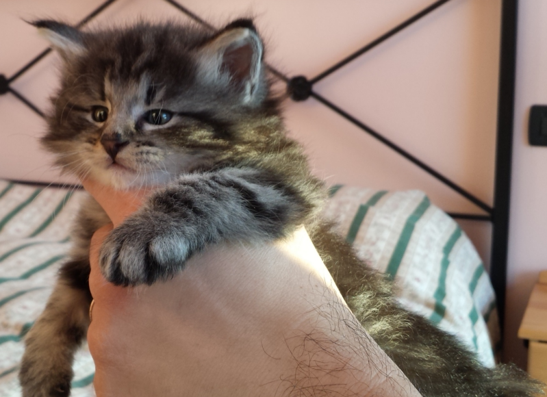 Cucciolo Gatto Norvegese Urime Cucciolo Gatto Norvegese Urime 5 b