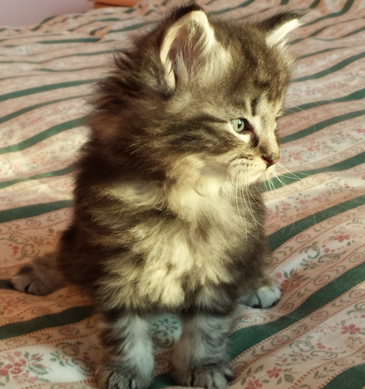 Cucciolo Gatto Norvegese Urime 5 c