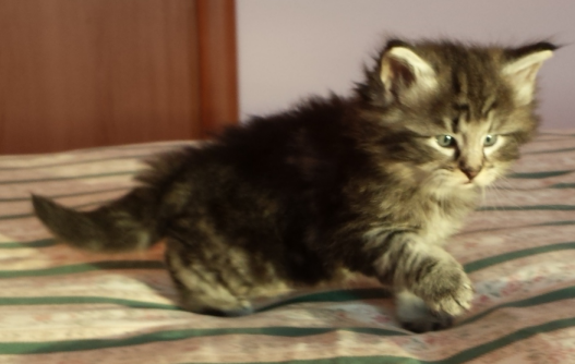 Cucciolo Gatto Norvegese Urime Cucciolo Gatto Norvegese Urime 5 d