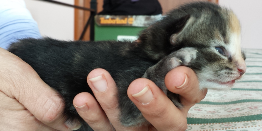 Cucciolo Gatto Norvegese Vega 2 a