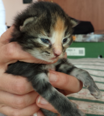Cucciolo Gatto Norvegese Vega 2 c