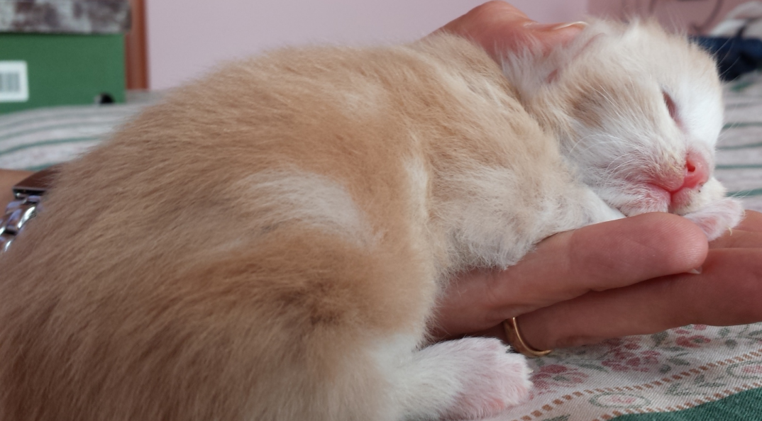 Cucciolo Gatto Norvegese Venerdi 2 b