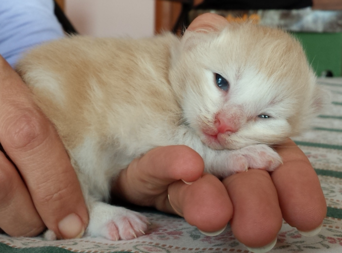 Cucciolo Gatto Norvegese Venerdi 2 c