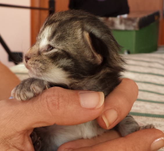 Cucciolo Gatto Norvegese Viola 2 a