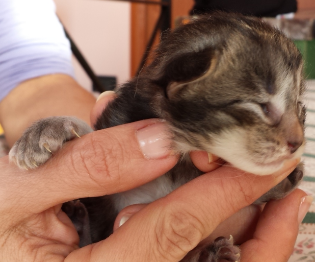 Cucciolo Gatto Norvegese Viola 2 b