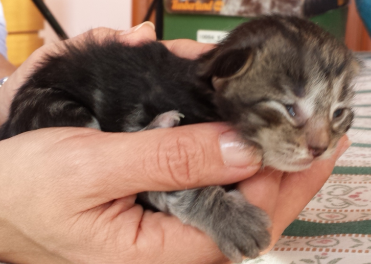 Cucciolo Gatto Norvegese Viola 2 c
