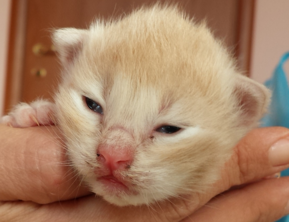 Cucciolo Gatto Norvegese Vladimiro 2 b