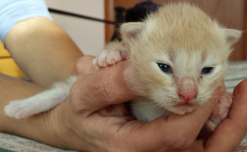 Cucciolo Gatto Norvegese Vladimiro 2 c
