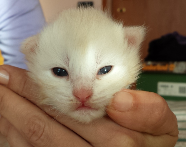 Cucciolo Gatto Norvegese van der Waals 2 c