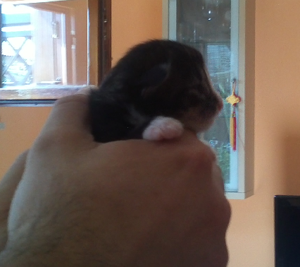 Dan of Scratch of Smiles, 190 g, Cucciolo disponibile