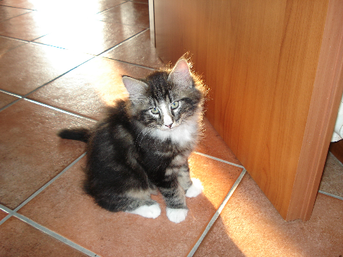 Cuccioli disponibili gatti Delle Foreste norvegesi Scratch of Smiles