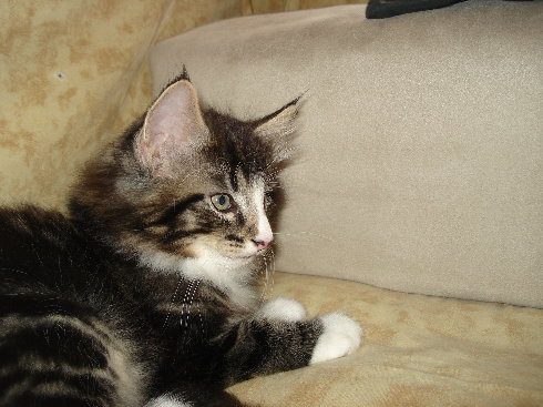 Cuccioli gatti Delle Foreste norvegesi disponibili