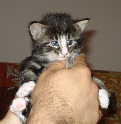 Cucciolo Gatto Norvegese Delle Foreste Dan quarta settimana Cucciolo Gatto Norvegese Delle Foreste Dan quarta settimana