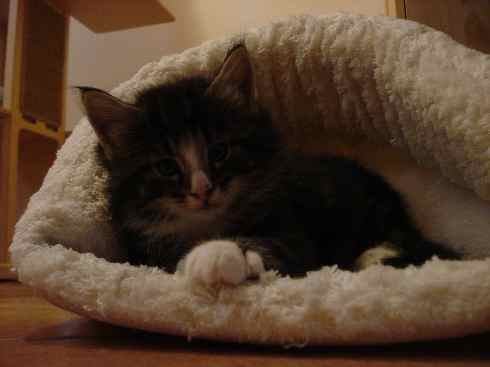Cuccioli Gatti Norvegesi disponibili, Dan Quinta settimana