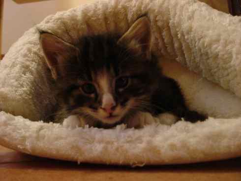Cuccioli Gatti Norvegesi disponibili, Dan Quinta settimana