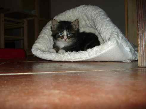 Cuccioli Gatti Norvegesi disponibili, Dan Quinta settimana