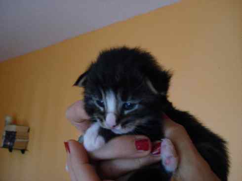 Dan of Scratch of Smiles, Cucciolo di Gatto delle Foreste Norvegesi disponibile Dan of Scratch of Smiles, Cucciolo di Gatto delle Foreste Norvegesi disponibile