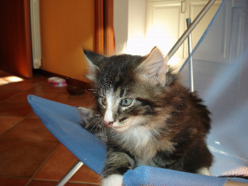 cuccioli Gatti Norvegesi disponibili Dan cuccioli Gatti Norvegesi disponibili Dan